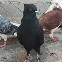 زاغ دم سفید نر