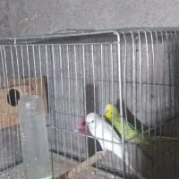 عروس هلندی مولد جفت وتک مرغ عشق مولد جفت|پرنده|رضوانشهر, |دیوار