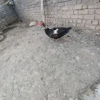 غاز|حیوانات مزرعه|الشتر, |دیوار