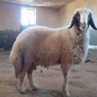 بره نر سنجابی پر خون و اصیل|حیوانات مزرعه|کرمانشاه, |دیوار