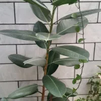 گلهای زیبا و طبیعی