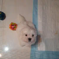 سگ شیتزو کراس|سگ|تهران, پردیسان|دیوار