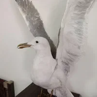 مجسمه مرغ دریایی