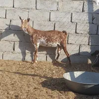 فروش بز صلاله آبستن نزدیک و درجه یک|حیوانات مزرعه|مهران (هرمزگان), |دیوار