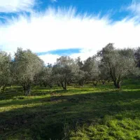 باغ زیتون 5000 متری سنددار صیاد شیرازی|فروش دفتر صنعتی، کشاورزی، تجاری|گرگان, |دیوار