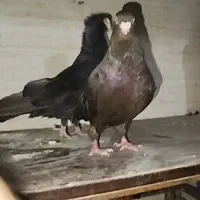 آبادانی و صرب|پرنده|آبادان, |دیوار