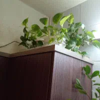 آبشار گل|گل و گیاه طبیعی|اصفهان, شهرک ولیعصر|دیوار