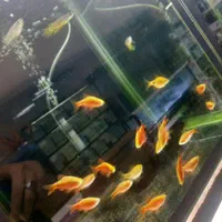 کالرویدو (گلوفیش)|ماهی|اصفهان, فجر|دیوار