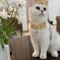 گربه ماده بریتیش سیلور