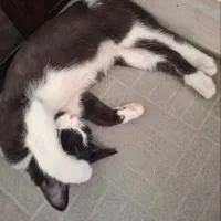 واگذاری بچه گربه تاکسیدو|گربه|قدس, شهر‌قدس|دیوار