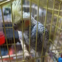 عروس هلندی|پرنده|ری, علایین|دیوار