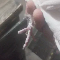 کفتر خال|پرنده|شهریار, رزکان|دیوار