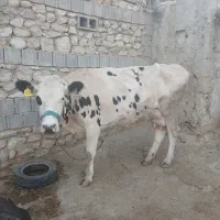 گاوشیری|حیوانات مزرعه|دهدشت, |دیوار