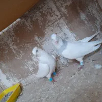 کبوتر طوقی ابی