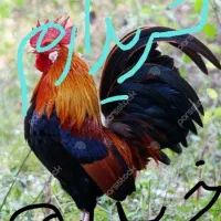 خروس