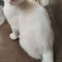 سه تا گربه پرشین مادر دو فرزند پسر دختر