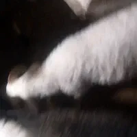 فروش گوسفند ابسته و با بچه|حیوانات مزرعه|رودسر, |دیوار