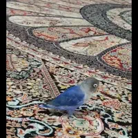 یک جفت کوتوله نقاب دار آبی کاربنی. کارداده تضمینی|پرنده|زاهدان, |دیوار