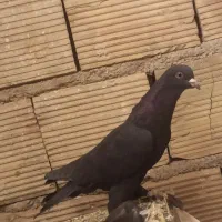 کبوتر|پرنده|تبریز, |دیوار