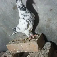 کبوتر|پرنده|مرند, |دیوار