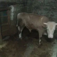 گوساله سمینتال|حیوانات مزرعه|سروآباد, |دیوار