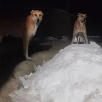 سگ گله ای ۲ساله