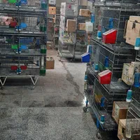 عروس جفتی وقناری وملنگو بفروش میرسد|پرنده|اقبالیه, |دیوار