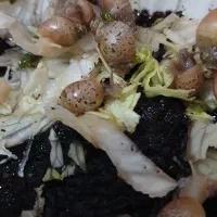 حلزون|خزنده|اصفهان, آفاران|دیوار