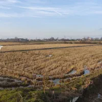 زمین مزروعی با سند مالکیت شش دانگ عرصه و اعیان|فروش زمین و ملک کلنگی|رودسر, |دیوار