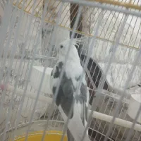 عروس هلندی سخنکو فول اهلی