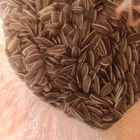 تخمه تازه عمده و خورده