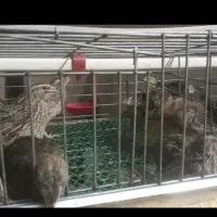 تخم بلدرچین|حیوانات مزرعه|قم, سید معصوم|دیوار