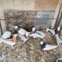 کفتر در بهبهان|پرنده|شیراز, بهارستان|دیوار