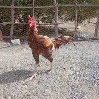 خروس لاری یک|حیوانات مزرعه|میناب, |دیوار