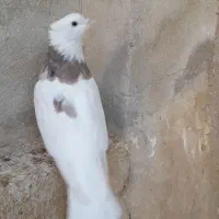 طوقی نر درشت و جوان|پرنده|سریش آباد, |دیوار