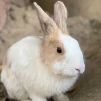 خرگوش