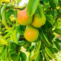 خدمات باغبانی درختان مثمر|خدمات باغبانی و درختکاری|کرج, جهان‌شهر|دیوار