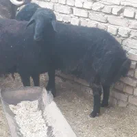 فروش بره|حیوانات مزرعه|جوادآباد, |دیوار