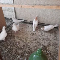 کبوتر اراکی|پرنده|اصفهان, باغ فردوس|دیوار