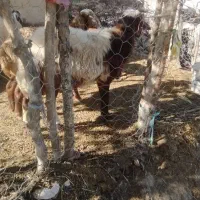 قوچ هترو یک ساله