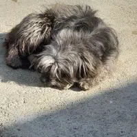 پاکوتاه ماده دوساله