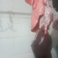 باپفی 550|حیوانات مزرعه|مسجد سلیمان, |دیوار