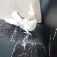 ۲تا عروس هلندی ۲ماه ونیم و ۱عروس هلندی ۴ماهه|پرنده|رباطکریم, رباطکریم|دیوار