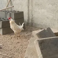 مرغ و خروس گلین|حیوانات مزرعه|شاهدشهر, |دیوار