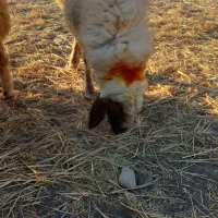 یک راس قوچ سنجابی اصیل|حیوانات مزرعه|اسلام آباد, |دیوار