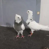 کبوتر طوقی|پرنده|قزوین, |دیوار