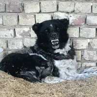 سگ گله ای جهرم