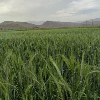 گندم اکراینی