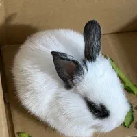 خرگوش