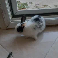 ۵ تا خر گوش|موش و خرگوش|چالوس, |دیوار